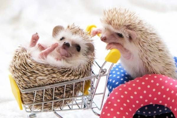 ハリネズミの写真展「ハリジェニック展」東日本橋で、羊毛フェルトやイラストなどグッズ販売も