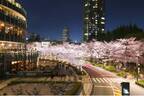 東京ミッドタウンの夜桜ライトアップ、全長200mの桜並木で“都心のお花見”- フラワーアートの展示も