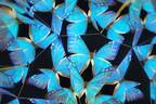 サンシャイン水族館「イキモノアート展」いきもの×光×色のフォトジェニック空間、昆虫万華鏡など