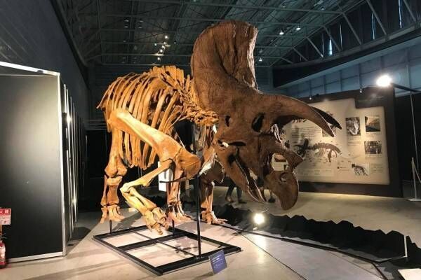 【開催中止】「ヨコハマ恐竜展2020」パシフィコ横浜で開催、五大陸の恐竜化石や全身骨格など展示