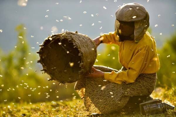 映画『ハニーランド 永遠の谷』“ヨーロッパ最後”の自然養蜂家の女性に迫る自然ドキュメンタリー