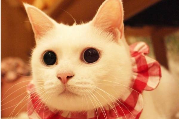 「ネコのいる暮らし展」猫60匹のライフスタイル写真展示、会場限定の猫グッズやアクセサリーも