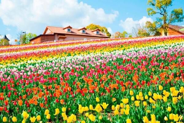 「さかいチューリップフェスタ」大阪・堺で、約10万本のチューリップが咲き誇る丘