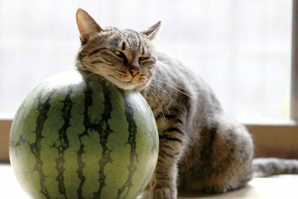 「にゃんぱく～ねこの万博～」大阪の大丸梅田店で、“幸せ”がテーマのねこ写真＆動画展