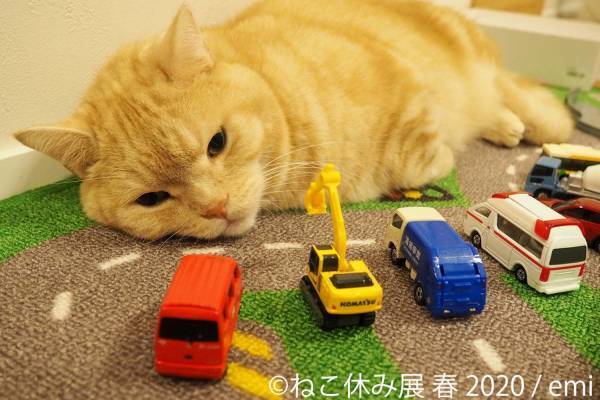「ねこ休み展 春 2020」名古屋で、春＆イースターの新作写真展示や会場限定猫グッズなど