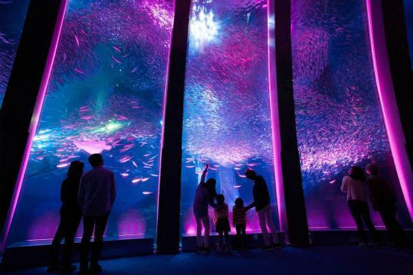 八景島シーパラダイスの春イベント、5万尾のイワシによる桜パフォーマンスやペンギンお花見パレード