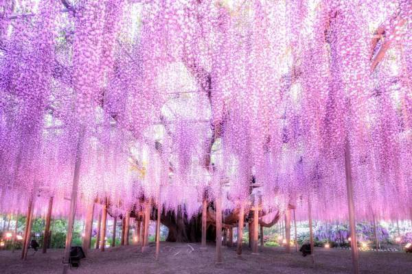 栃木・あしかがフラワーパーク「ふじのはな物語」大藤棚や白藤のトンネルなど350本以上の絶景