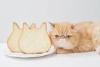 “猫型”高級食パン専門店「ねこねこ食パン」福岡三越に限定出店、牛乳だけで仕込んだミルキーな味わい