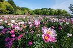 国内最大級の牡丹庭園「つくば牡丹園」茨城に開園、咲き誇る約6万株の牡丹＆シャクヤク