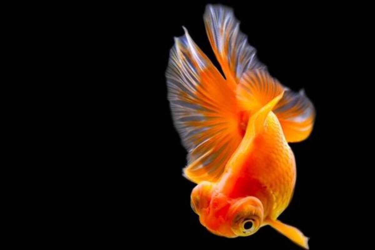 踊る金魚展 東京 名古屋で 金魚が泳ぐ 一瞬の美しさ を捉えた写真やグッズを展示販売 年6月7日 ウーマンエキサイト 1 2 踊る金魚展 東京 名古屋で 金魚が泳ぐ 一瞬の美しさ を捉えた写真やグッズを展示販売 年6月7日 ウーマンエキサイト 1 2