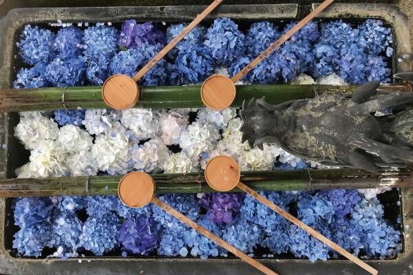 京都最大規模の約5,000株が咲き誇る「あじさいウイーク」長岡京の柳谷観音で開催、限定朱印の授与も