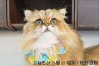 猫の合同写真＆物販展「ねこ休み展」4年ぶりに福岡で、人気作から最新作まで集結&限定グッズも