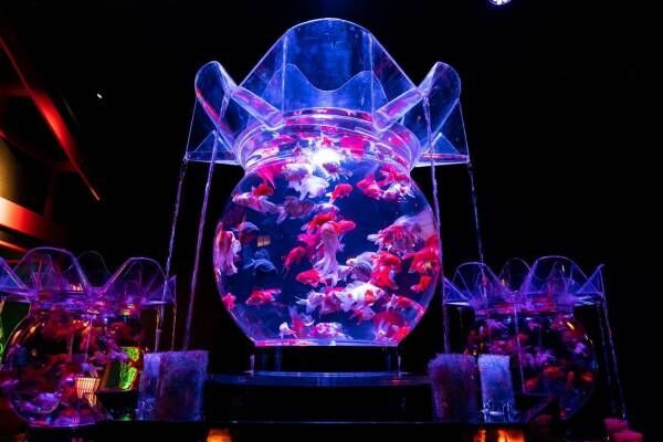 「アートアクアリウム美術館」東京・日本橋に誕生、過去最大30,000匹超の金魚が泳ぐアート空間