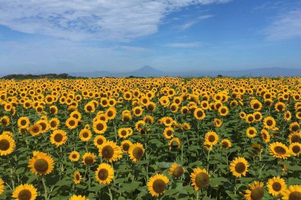 ヒマワリ約10万本が咲く花畑が横須賀・ソレイユの丘に、空と海に囲まれた絶景おでかけスポット