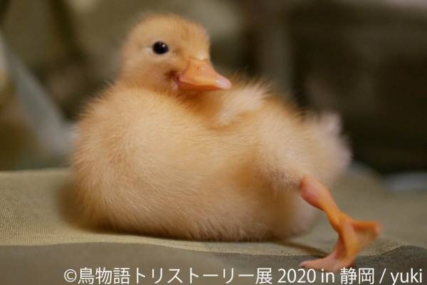 「鳥物語トリストーリー展」静岡で、“世界一小さいあひる”など鳥の写真＆ハンドメイドグッズが集結