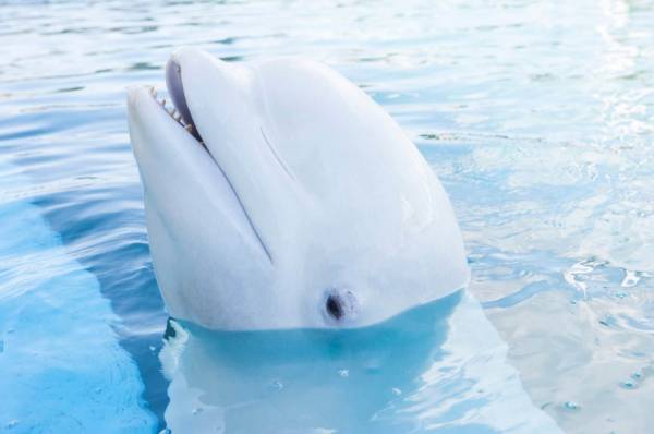 横浜・八景島シーパラダイス夏イベント、映像・音・光の演出“ダイナミック”なイルカショー