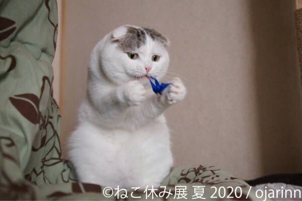 「ねこ休み展 夏 2020」東京・浅草橋で、新たな“スター猫”の作品展示が追加&amp;猫グッズも
