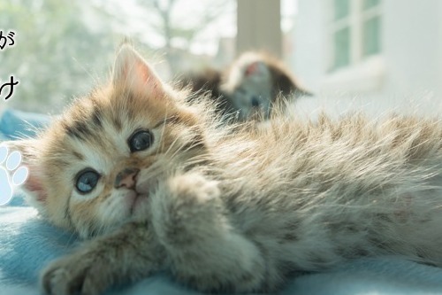 「ねこがかわいいだけ展」渋谷ヒカリエで、愛らしいネコ写真＆動画2,000点が集結