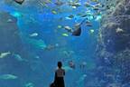 「新江ノ島水族館」クラゲが主役の限定イベント、”秋の海中散歩”がテーマの展示も