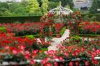赤いバラ3万輪が咲く屋上庭園、ホテルニューオータニ(東京)に - ピエール・エルメ・パリのスイーツも