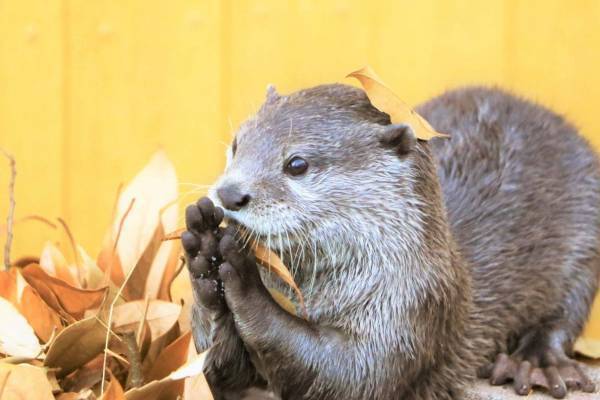 横浜・八景島シーパラダイスの秋イベント、カワウソの収穫祭やイルカショーなど