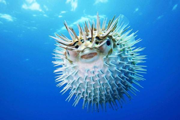 東京・池袋「ざんねんないきもの展2」“ざんねん”で愛くるしい生き物約20種展示、限定グッズも