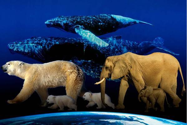 渋谷スクランブルスクエアの展望施設「渋谷スカイ」で“夜景×映画”イベント、『アース』など4作品