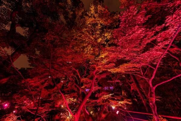 太閤園 秋のガーデンイルミネーション「からくれないに染まる夜」真っ赤な紅葉ライトアップ