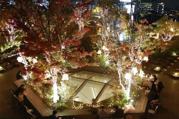 東急プラザ 表参道原宿のクリスマスイルミネーション、屋上テラス「おもはらの森」に約16,000球点灯
