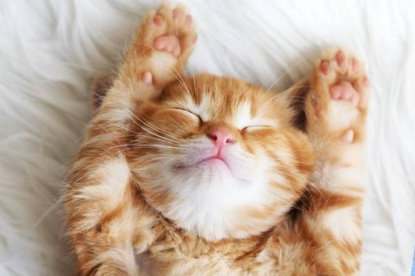 「ねこがかわいいだけ展」池袋・ナンジャタウンで、愛らしいねこ写真約2,000枚が集結＆ラテアートも