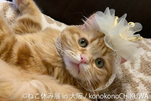 猫の合同写真＆物販展「ねこ休み展」がルクア大阪で、"スター猫"の作品300点以上&限定商品など
