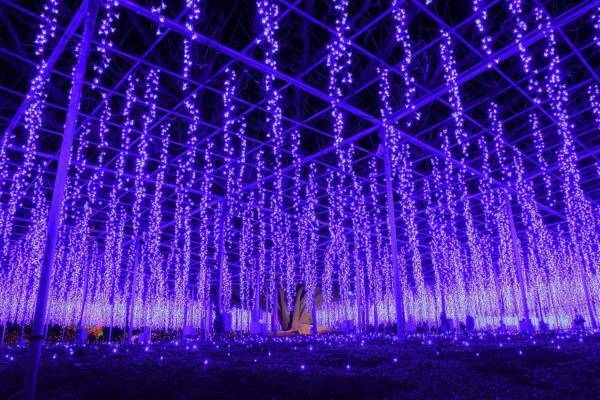 あしかがフラワーパークのイルミネーション2020「光の花の庭」大藤や水連の花を500万球超の光で再現