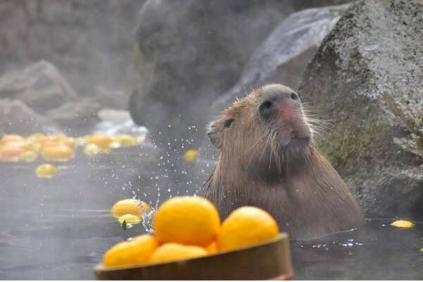 元祖カピバラの露天風呂 伊豆シャボテン動物公園で カピバラがお風呂につかる癒し系イベント 年11月5日 ウーマンエキサイト 1 2