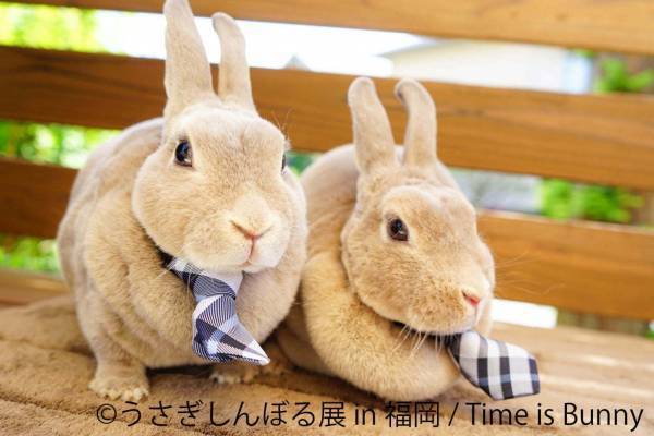うさぎの合同写真＆物販展「うさぎしんぼる展」福岡初上陸、うさぎグッズなど福岡パルコで販売