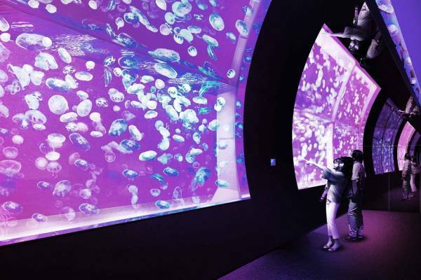 関東最大級のミズクラゲ展示が「アクアワールド茨城県大洗水族館」で、夜限定イルカショーも