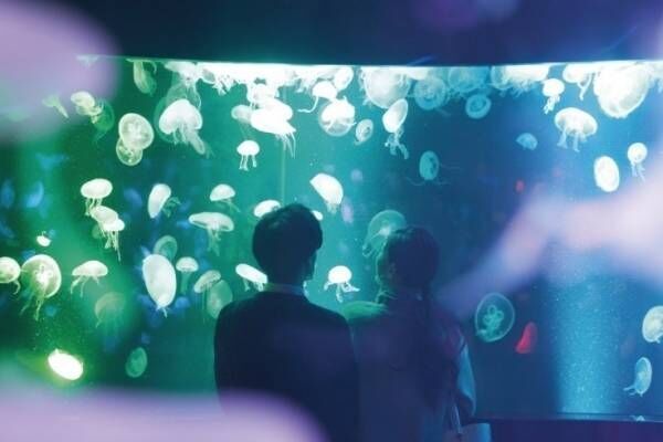京都水族館の冬イベント、クラゲ15種を象ったガラスランプの光の空間＆幻想的なクラゲの映像演出も