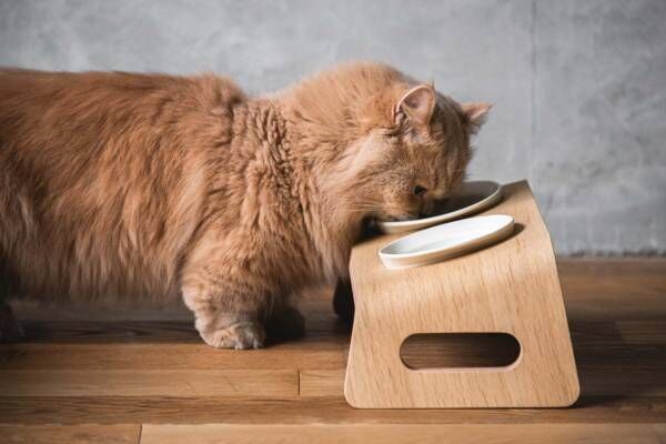 猫用木製家具ブランド「カリモクキャット」“猫が心地よく食事できる”キャットテーブル新登場