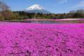 「富士芝桜まつり」約52万株の芝桜が彩る一面ピンクの景色、ご当地B級グルメフェアも