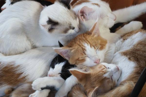 映画『劇場版 岩合光昭の世界ネコ歩き』水と大地を舞台に“ネコの家族愛”を描く、ナレーションは中村倫也