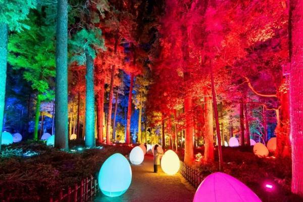 茨城・水戸「チームラボ 偕楽園 光の祭」日本三名園の梅1,500本が光り輝くデジタルアート空間