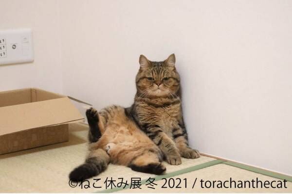 猫の合同写真＆物販展「ねこ休み展」が東京・浅草橋で、&quot;スター猫&quot;の未公開作品展示や限定グッズ