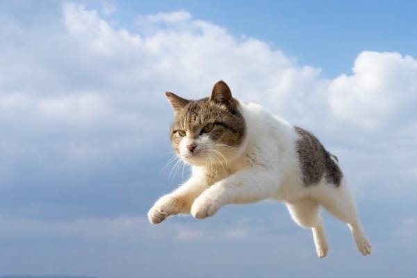 “もふもふの祭典”「もふあつめ展」大阪・天王寺で、猫をはじめ動物の写真や雑貨など800点以上