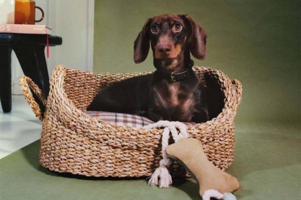 ザラホームのペットグッズ"花柄&ストライプ柄"のドッグベッドやおもちゃ、リードストラップも