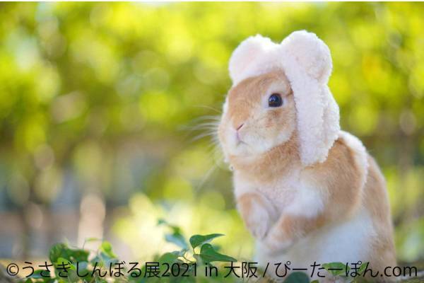 「うさぎしんぼる展」"過去最大規模"のうさぎ合同写真&物販展がルクア大阪で、限定グッズも