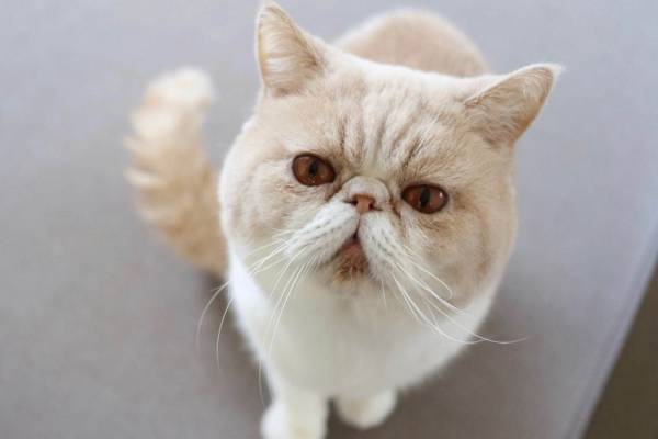 猫の合同写真展「ねこ休み展」浦和パルコで、“ほんわか癒し系”猫写真を展示＆限定グッズ販売も