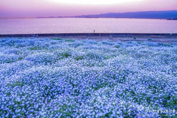 「ネモフィラ祭り」大阪まいしまシーサイドパークで、関西最大級の約100万株が咲き誇る絶景スポット