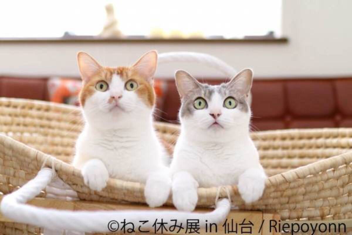 ねこ休み展 仙台で初開催 猫クリエイターの合同写真展 物販 愛らしい猫のハンドメイドグッズも 21年2月28日 ウーマンエキサイト 1 3