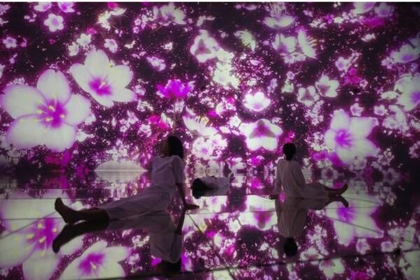 「チームラボプラネッツ」“水に入る”ミュージアム“桜舞う”春限定演出、東京・豊洲で