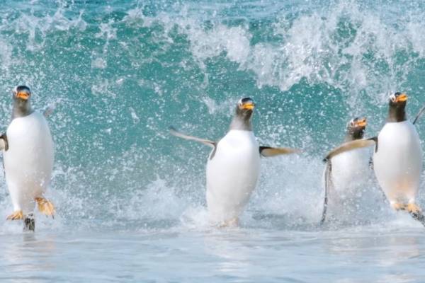 NHK人気番組『ダーウィンが来た！』映画化第3弾、“海”がテーマ&不思議な生き物が大集合