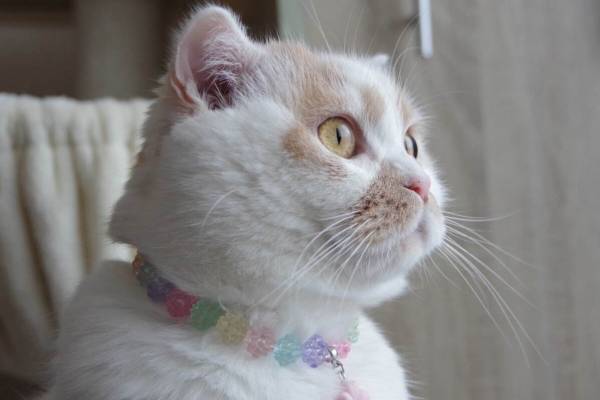 猫の合同写真展「ねこ休み展」千葉・柏タカシマヤで、ほっこり癒し系猫写真を展示＆グッズ販売も